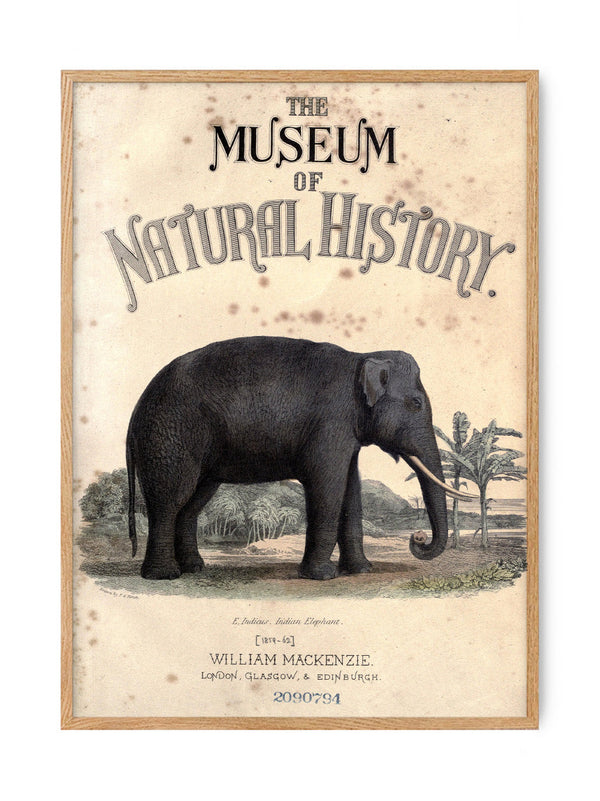 Vintage Elephant - Natural History