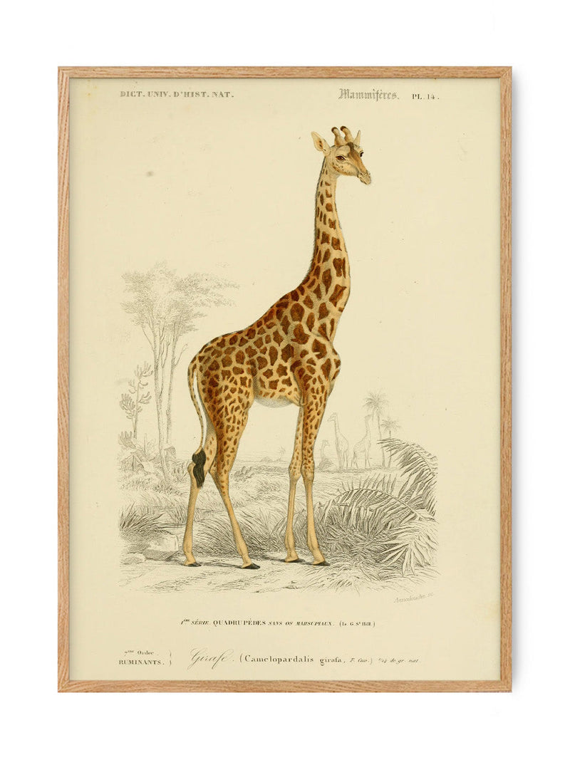 Giraffe - National Museum