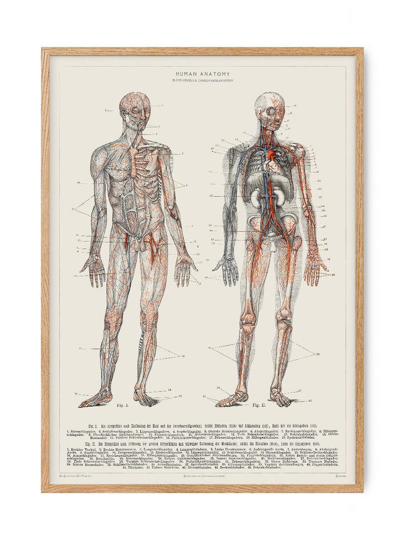 Human Anatomy - Blood vessels