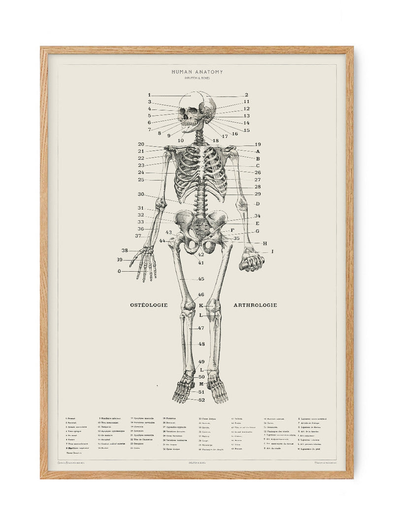 Human Anatomy - Skeleton