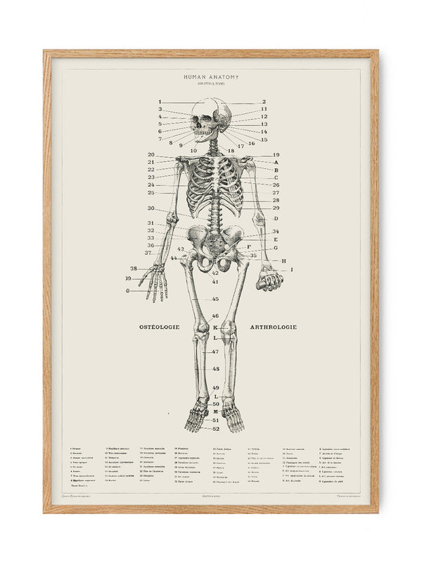 Human Anatomy - Skeleton