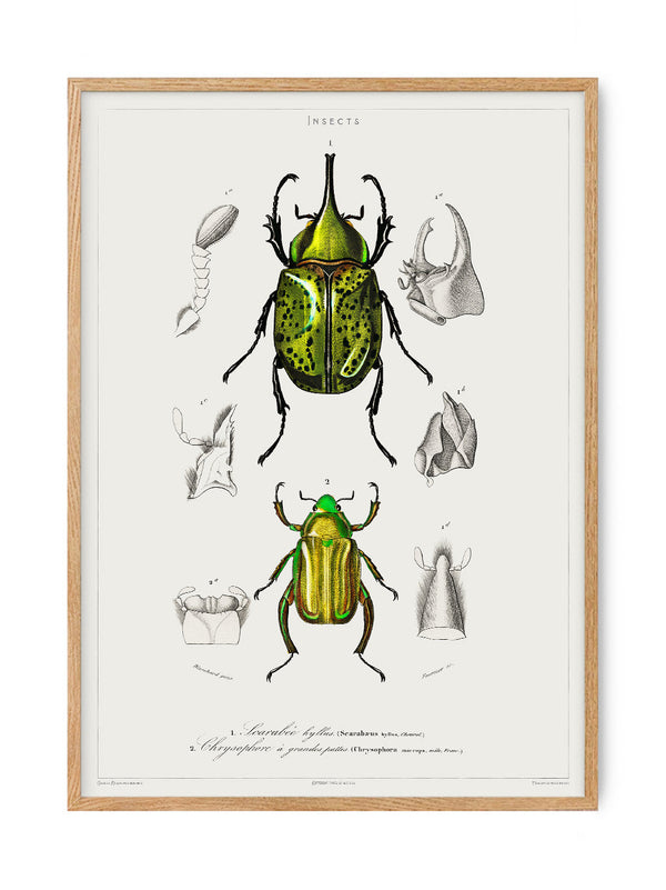 Insects - Entomology collection