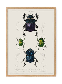 Insects - Entomology collection