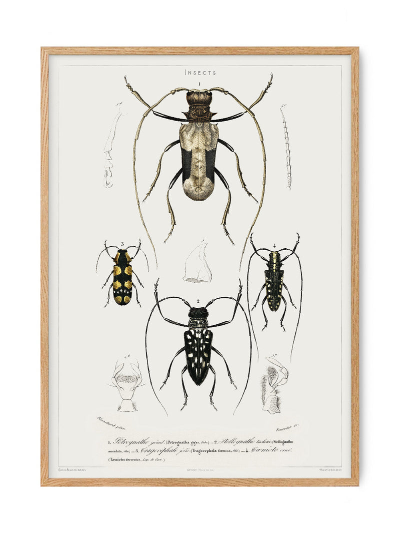 Insects - Entomology collection