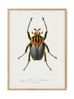 Insects - Entomology collection