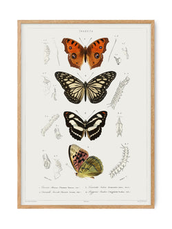 Butterfly - Entomology collection