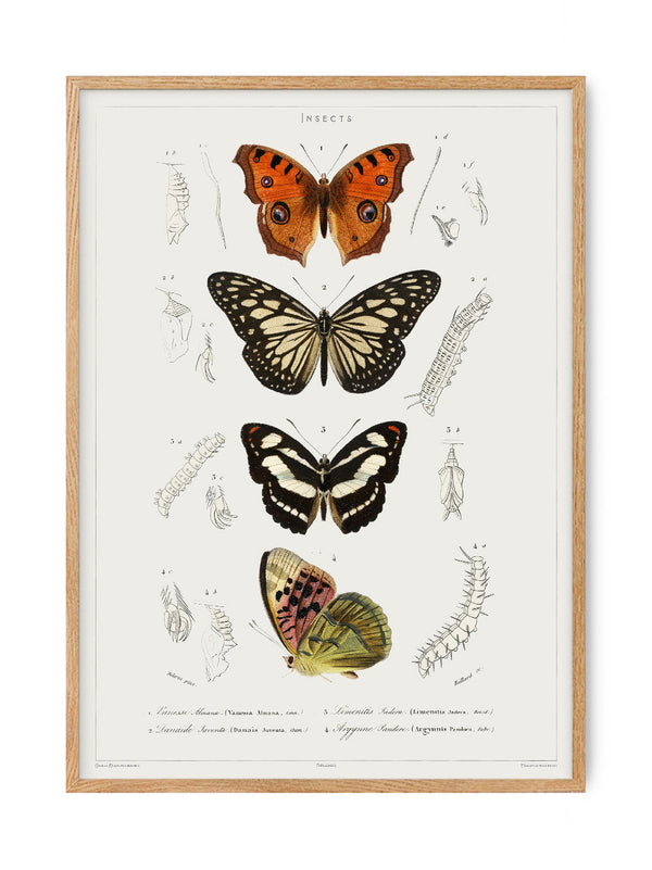 Butterfly - Entomology collection