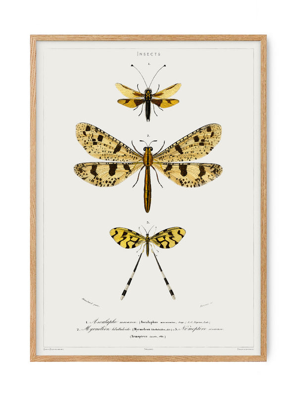 Butterfly - Entomology collection