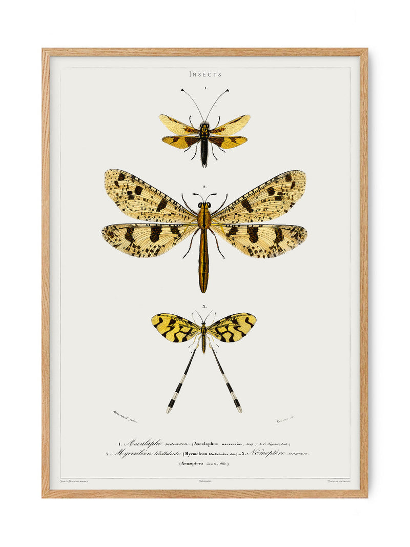 Butterfly - Entomology collection