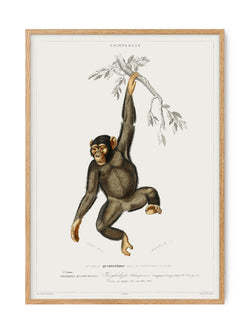 Primate - Vintage Museum