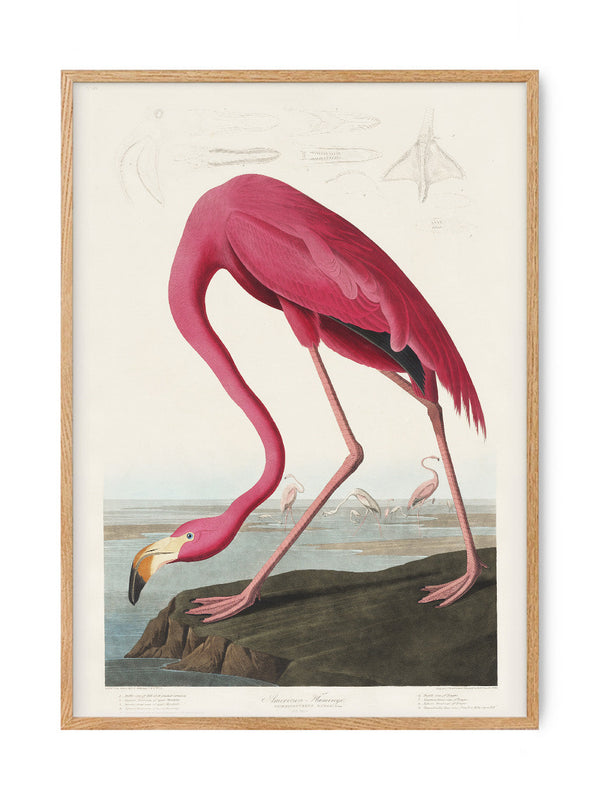 Birds of America - Flamingo