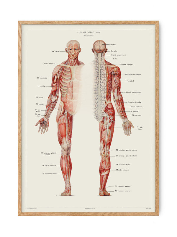 Human Anatomy - Nervous system