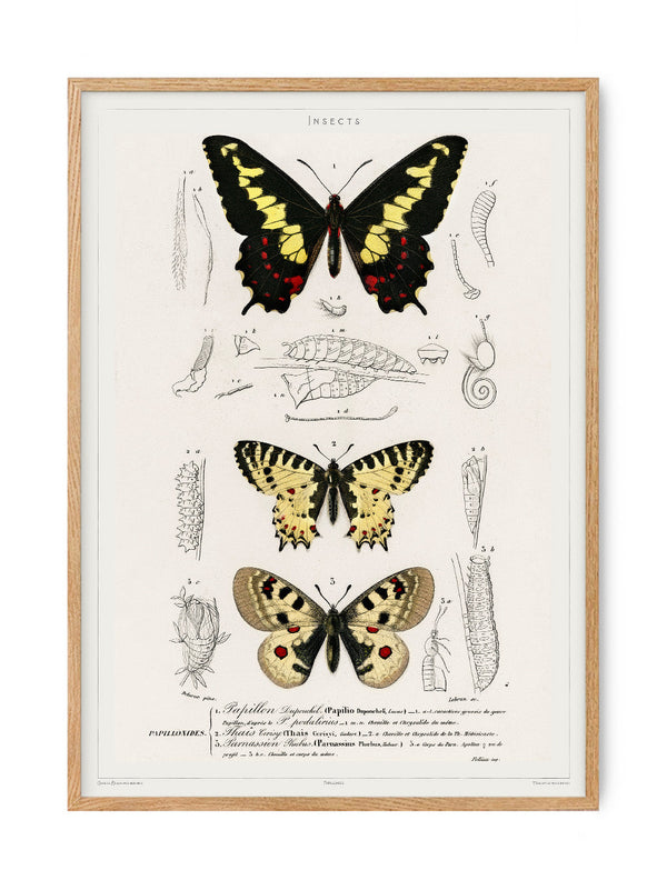 Butterfly - Entomology collection