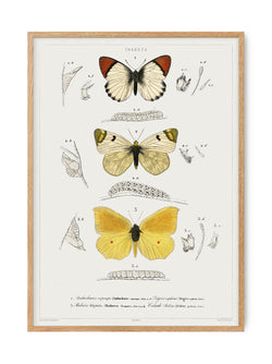 Butterfly - Entomology collection