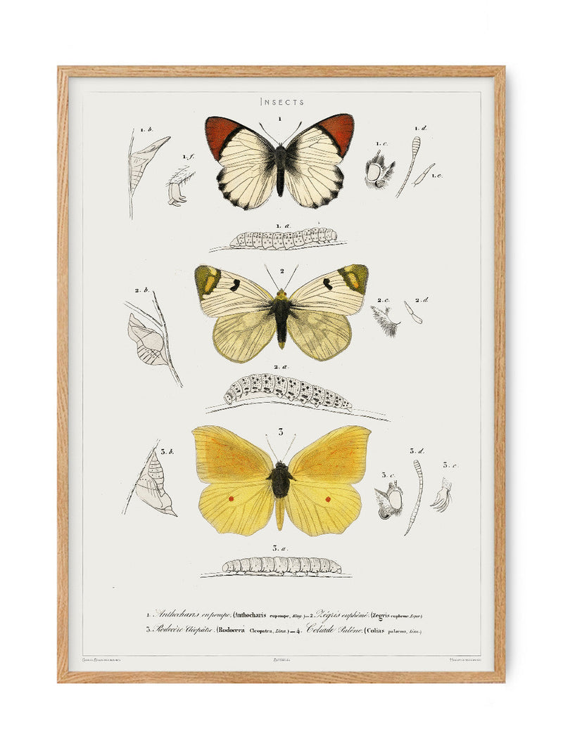 Butterfly - Entomology collection