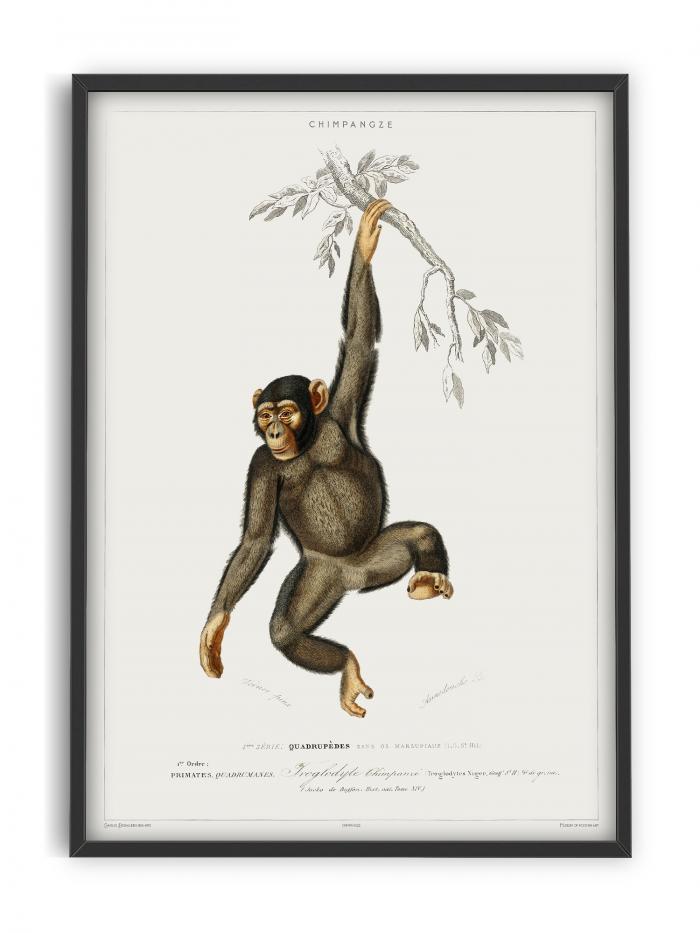 Primate - Vintage Museum