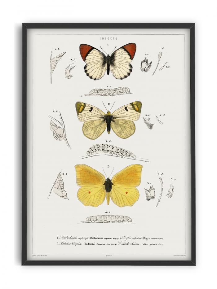 Butterfly - Entomology collection