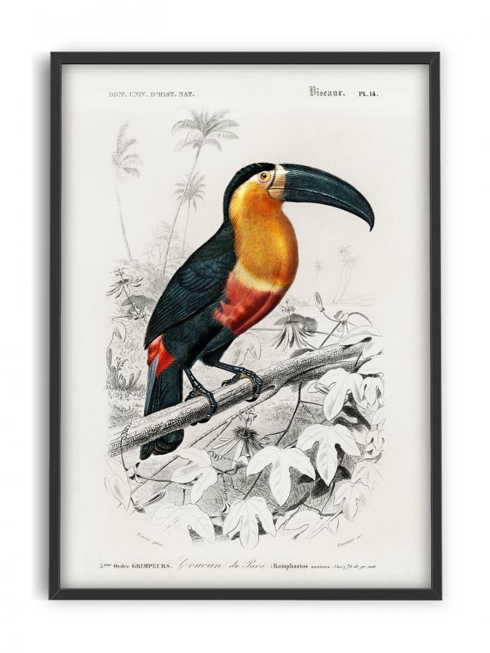 Toucan - vintage