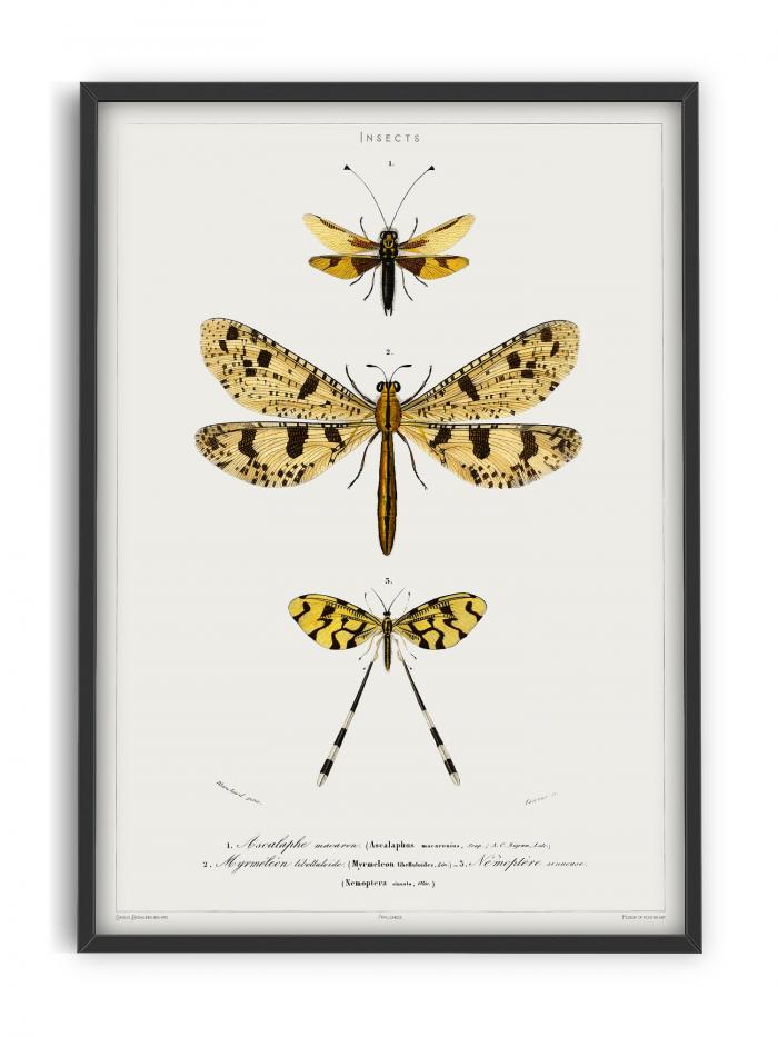 Butterfly - Entomology collection