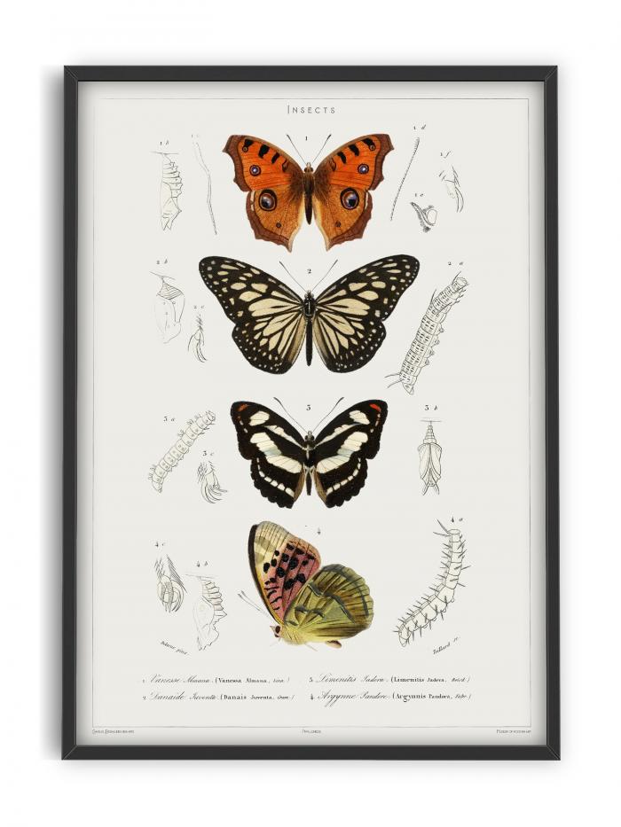 Butterfly - Entomology collection