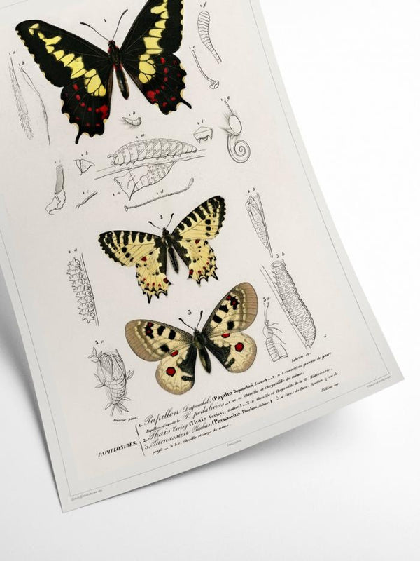 Butterfly - Entomology collection