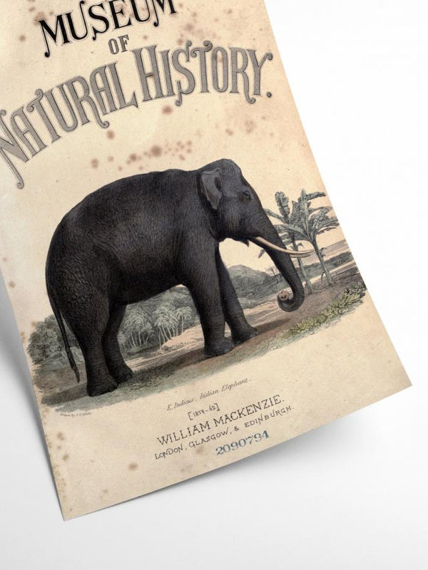 Vintage Elephant - Natural History