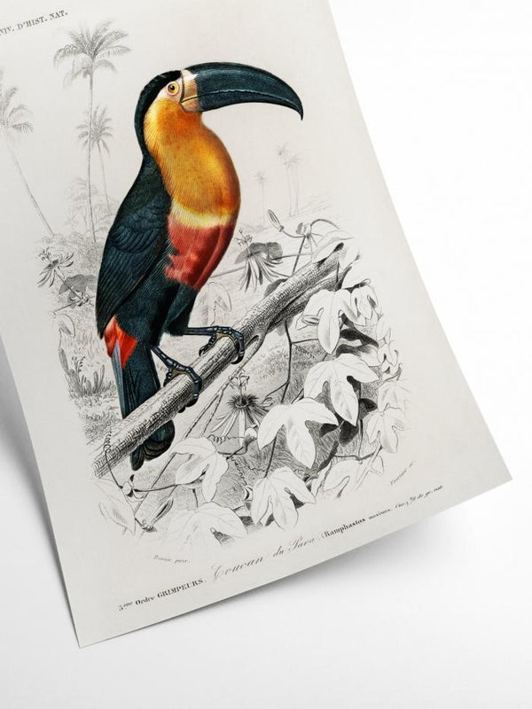 Toucan - vintage