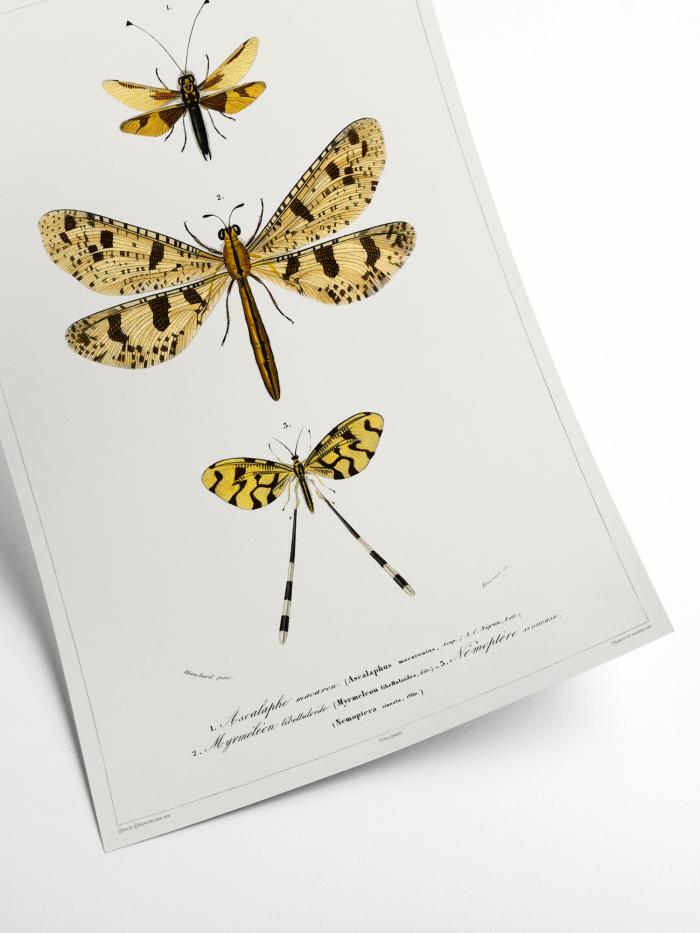 Butterfly - Entomology collection