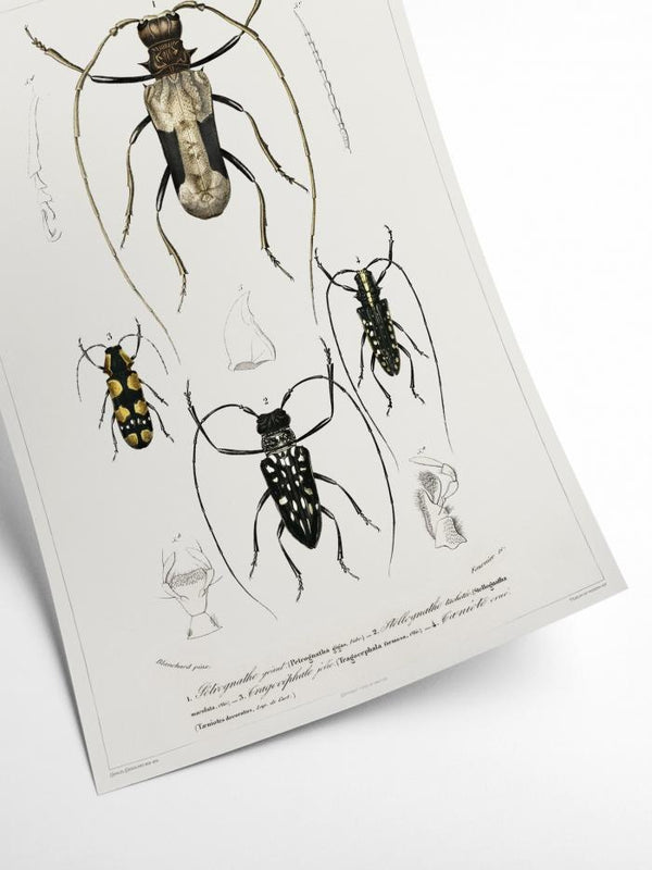 Insects - Entomology collection