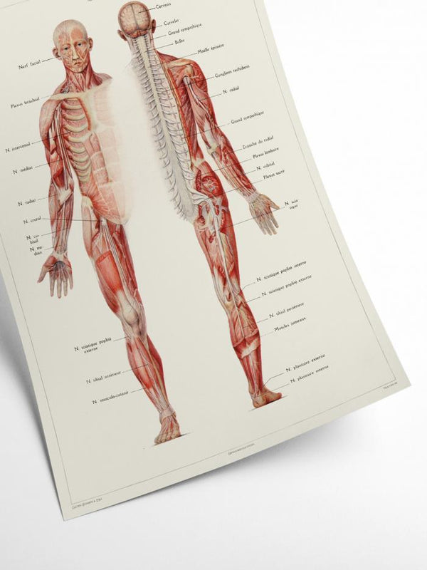 Human Anatomy - Nervous system