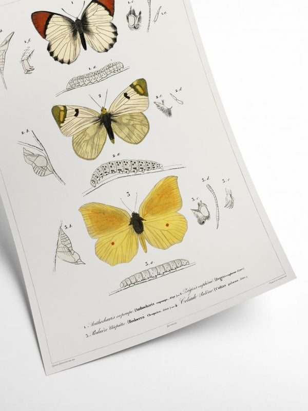 Butterfly - Entomology collection