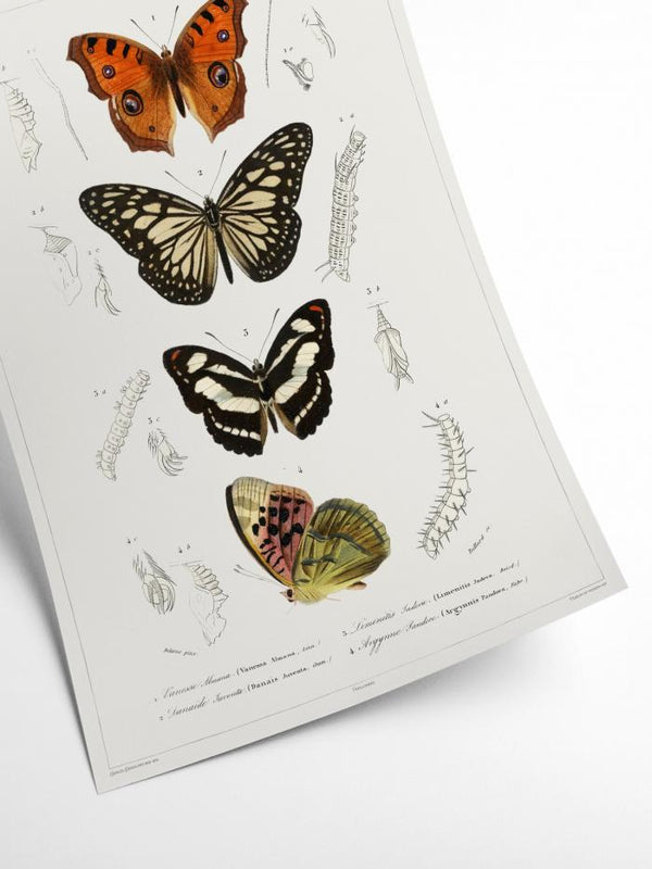 Butterfly - Entomology collection