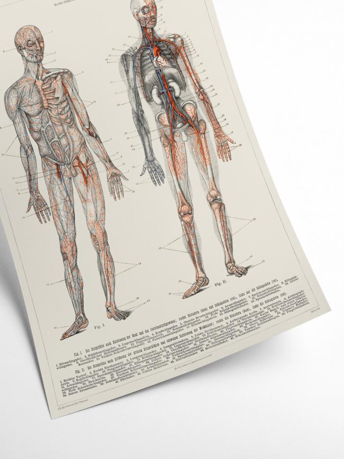 Human Anatomy - Blood vessels