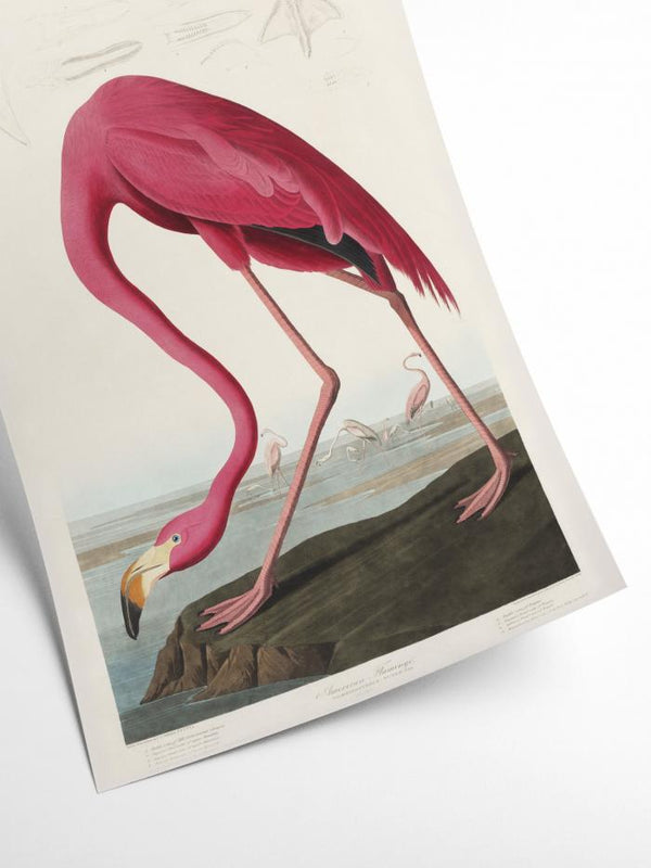 Birds of America - Flamingo