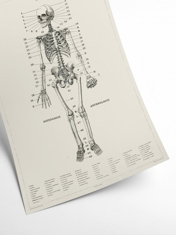 Human Anatomy - Skeleton