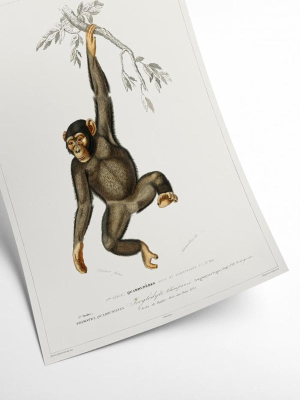 Primate - Vintage Museum